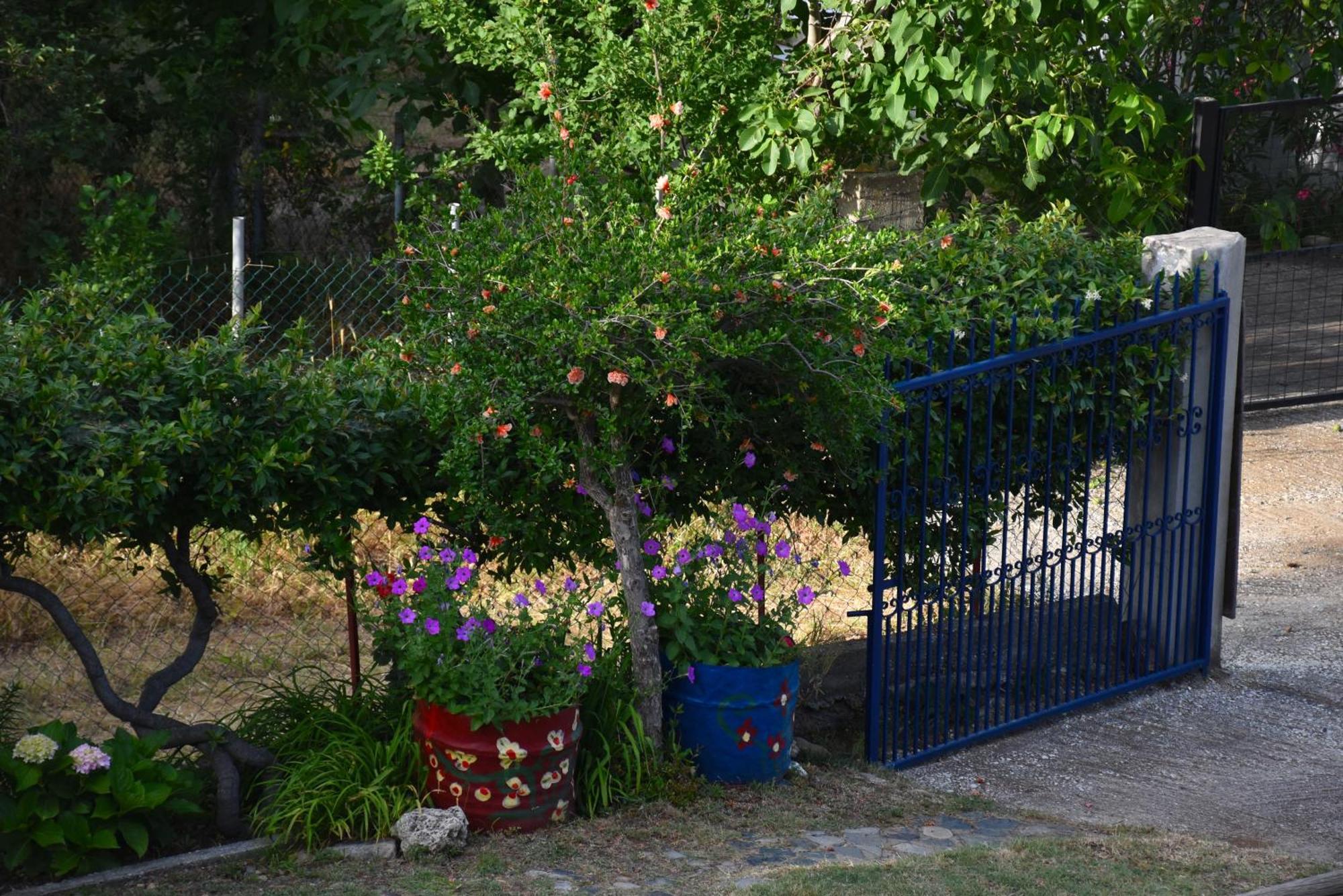 Mirsini Apartments Kariotes Dış mekan fotoğraf