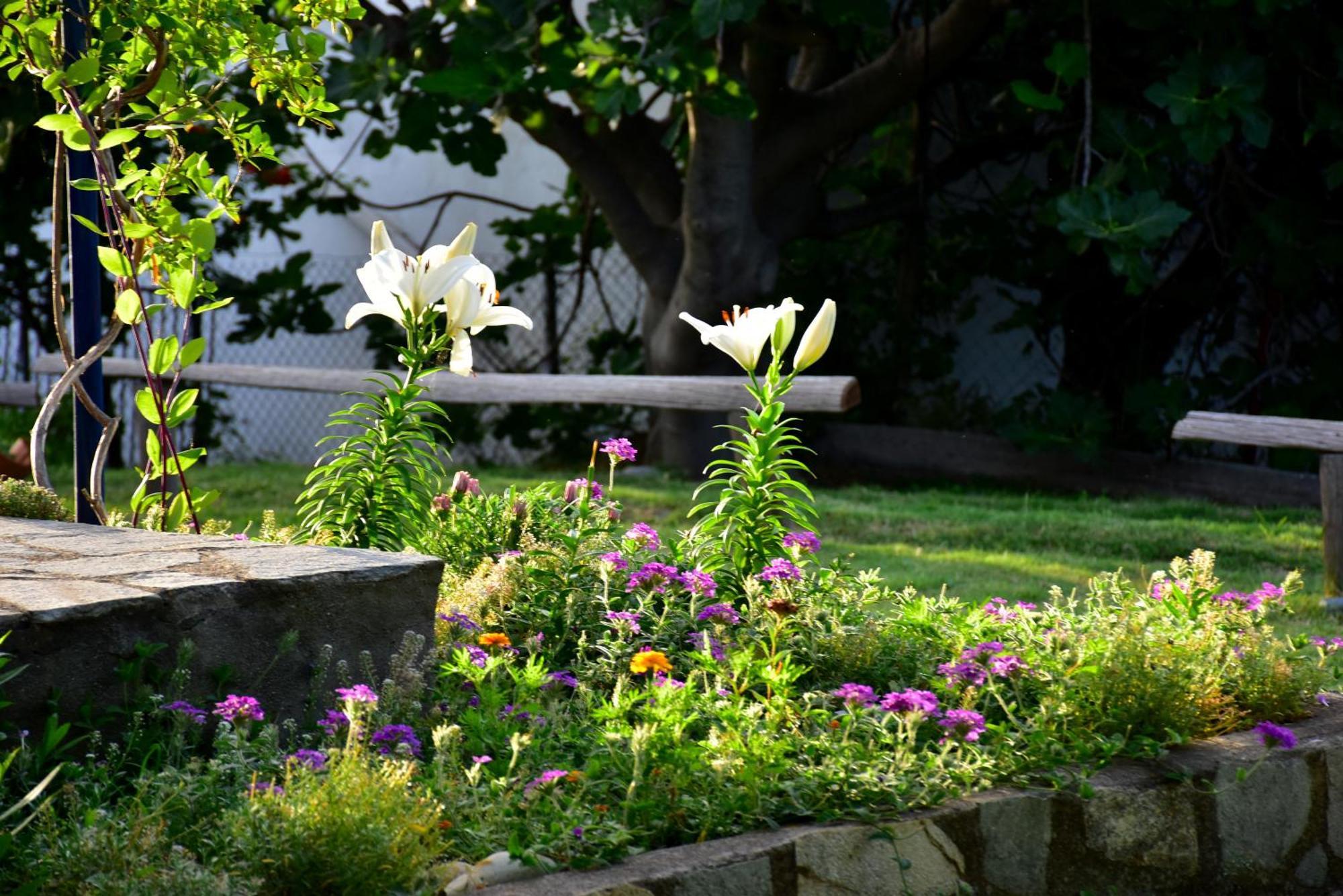 Mirsini Apartments Kariotes Dış mekan fotoğraf