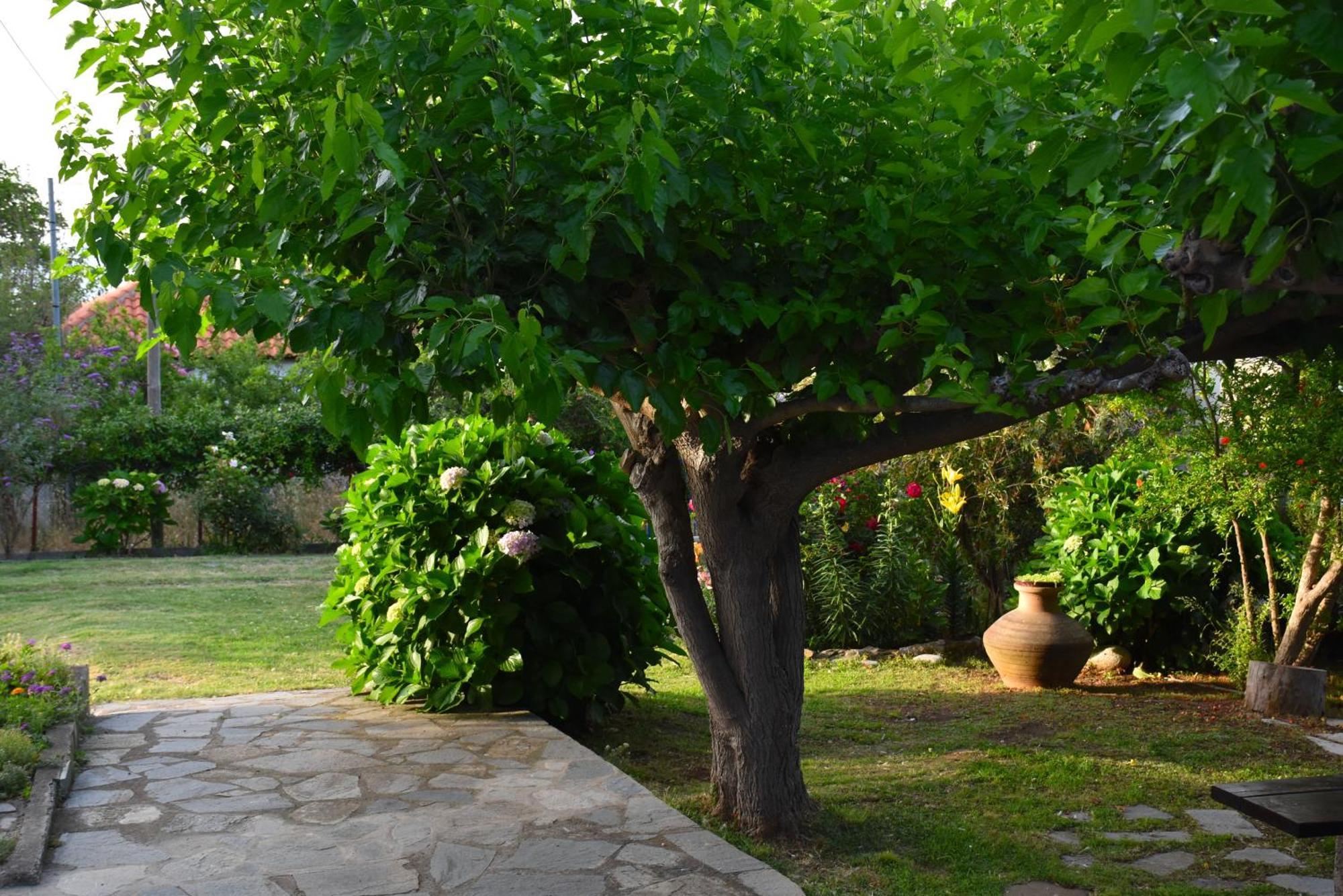 Mirsini Apartments Kariotes Dış mekan fotoğraf