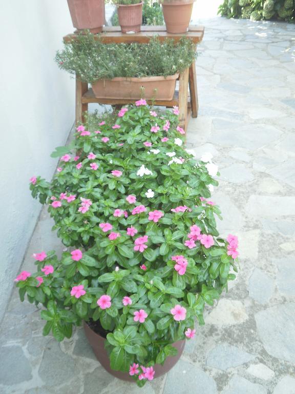Mirsini Apartments Kariotes Dış mekan fotoğraf